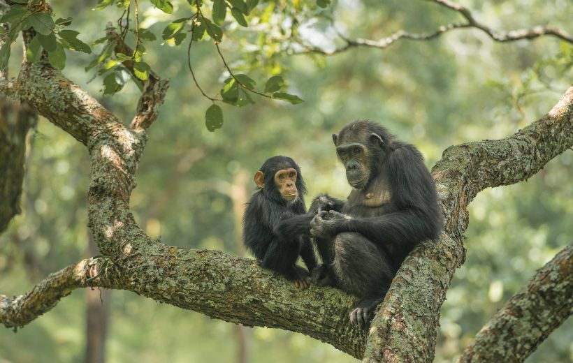 Gombe National Park