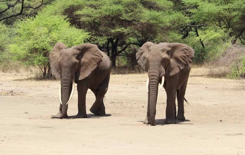 Manyara National Park