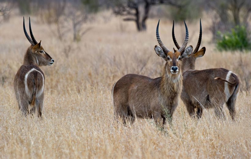 Ibanda-Kyerwa National Park