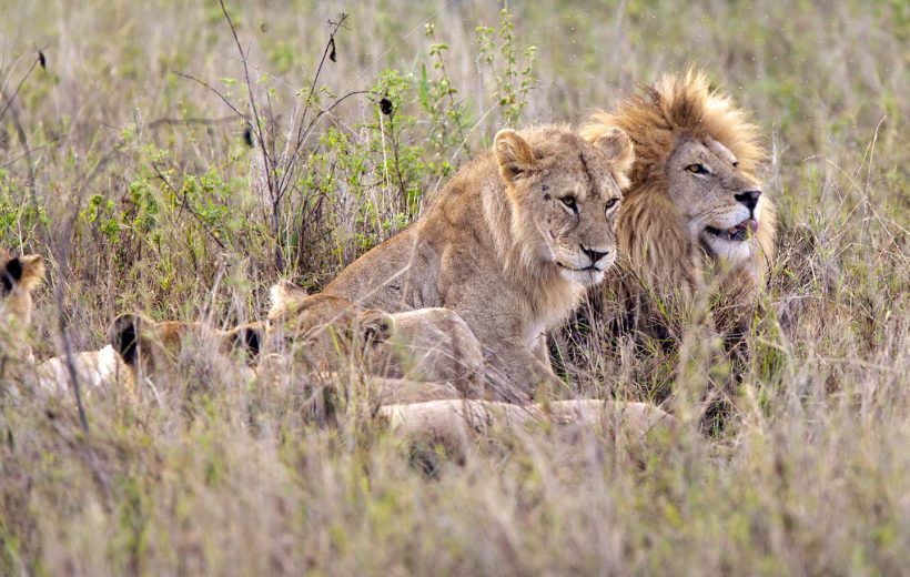 kigosi national park