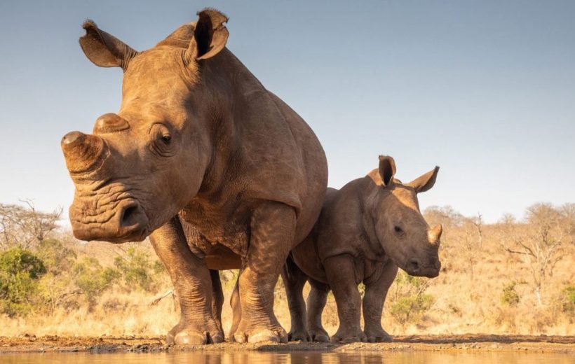 Mkomazi National Park