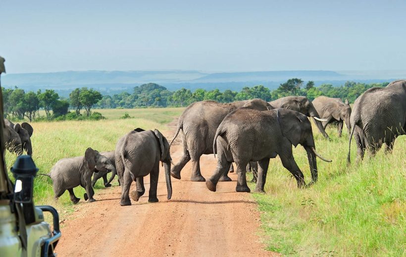 Nyerere National Park